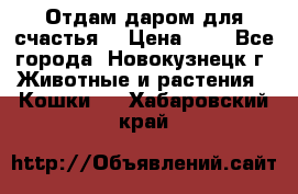 Отдам даром для счастья. › Цена ­ 1 - Все города, Новокузнецк г. Животные и растения » Кошки   . Хабаровский край